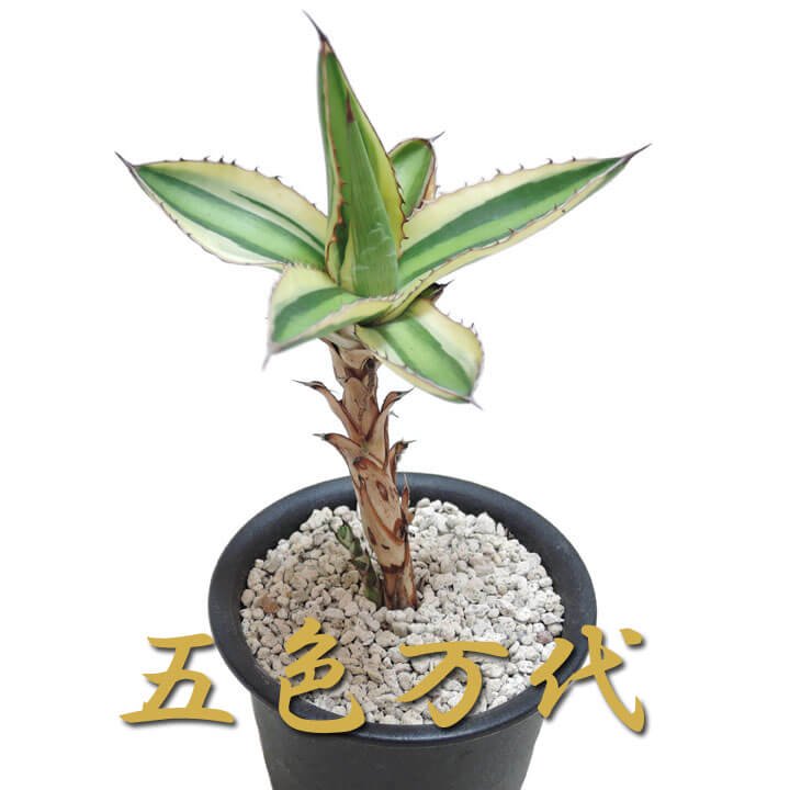 アガベ 五色万代 - 多肉植物のお店 彩香 公式サイト