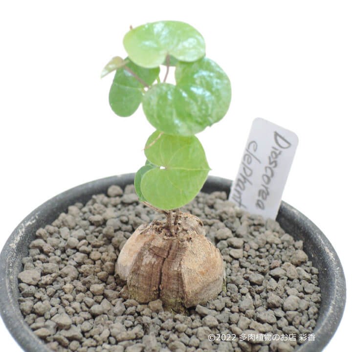 亀甲竜 Dioscorea elephantipes - 多肉植物のお店 彩香 公式サイト