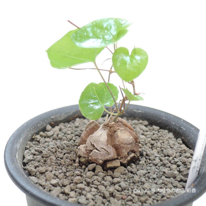 亀甲竜 Dioscorea elephantipes - 多肉植物のお店 彩香 公式サイト