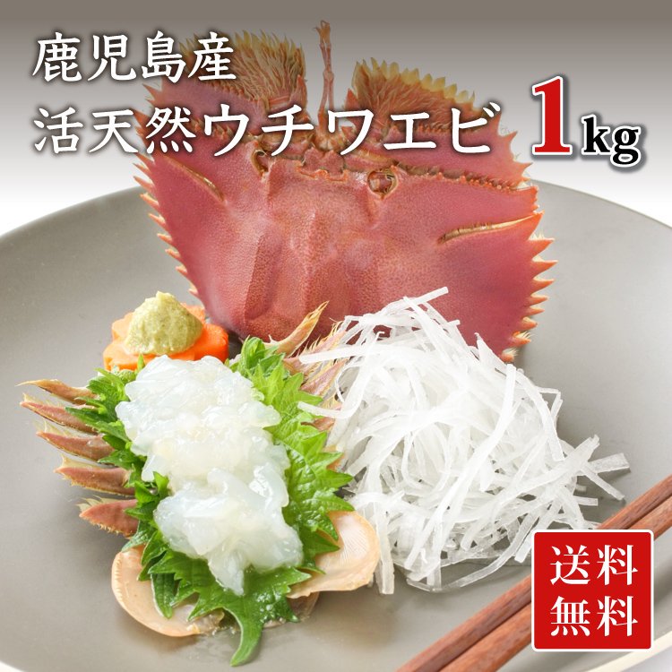 【冷蔵便／送料無料】活 天然ウチワエビ（パッチンエビ） 1kg
