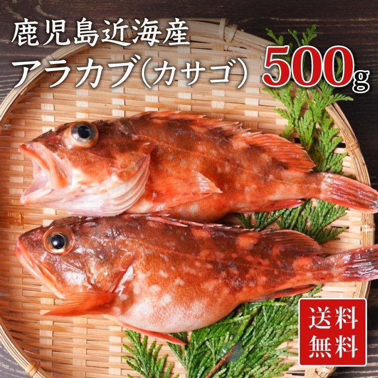 アラカブの通販 津曲商店 鹿児島魚市場 プロが目利きしたアラカブをお届け アラカブといえば津曲商店 鹿児島魚市場からアラカブを産地直送通販 アラカブの通販 津曲商店 鹿児島魚市場 プロが目利きしたアラカブをお届け アラカブといえば津曲商店 鹿児島魚市場からアラカブを産地直送通販