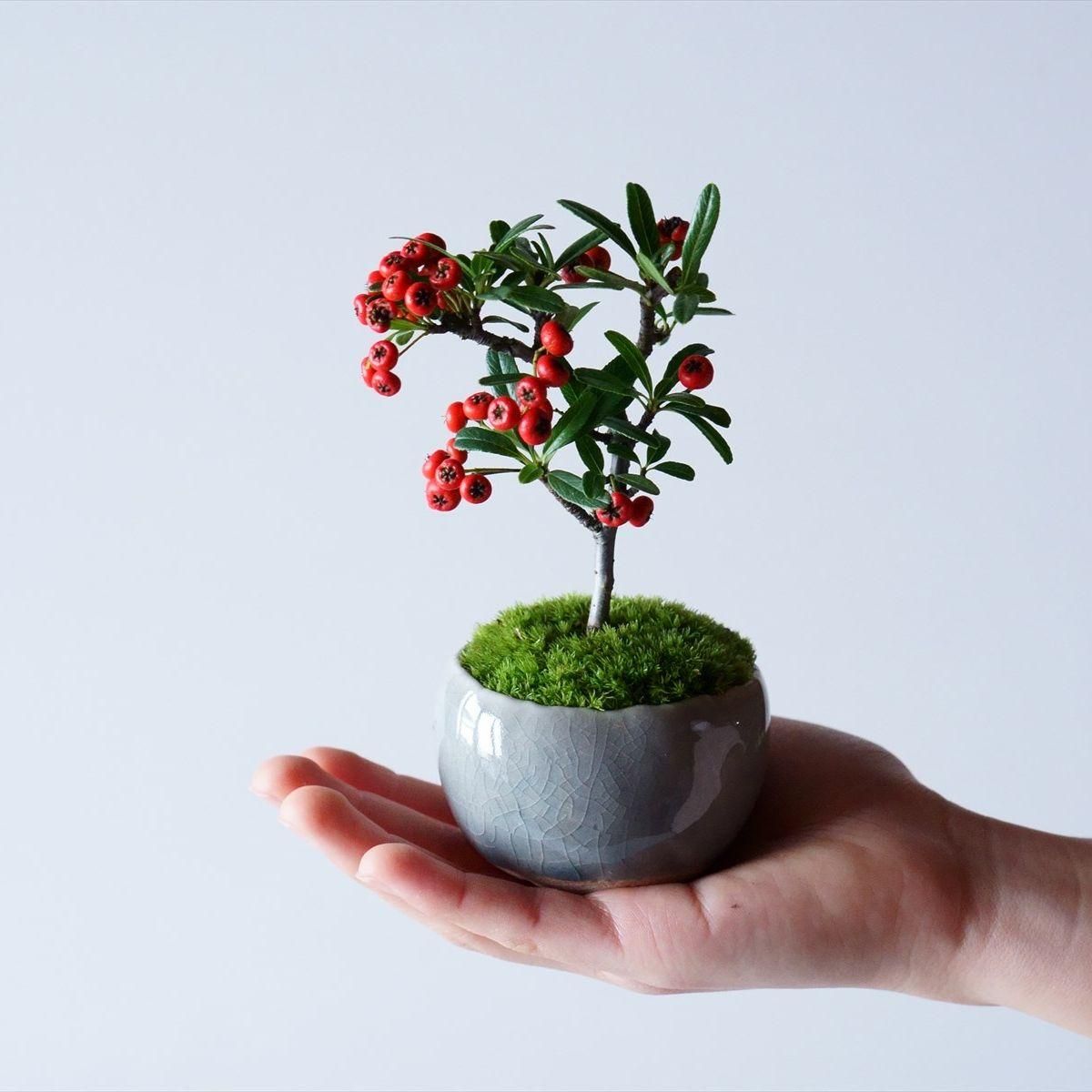 姫トキワサンザシ No 002 石木花 オンラインストア 小さな器に大きな自然