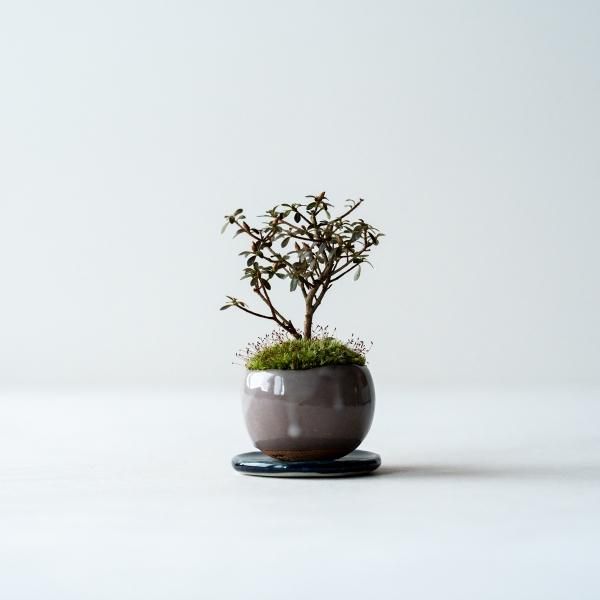 ĥĥno.006