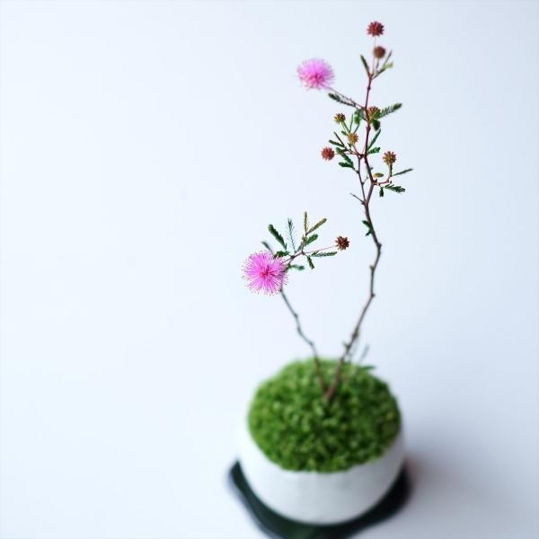 <img class='new_mark_img1' src='https://img.shop-pro.jp/img/new/icons5.gif' style='border:none;display:inline;margin:0px;padding:0px;width:auto;' />ɱͥΥ2L üå