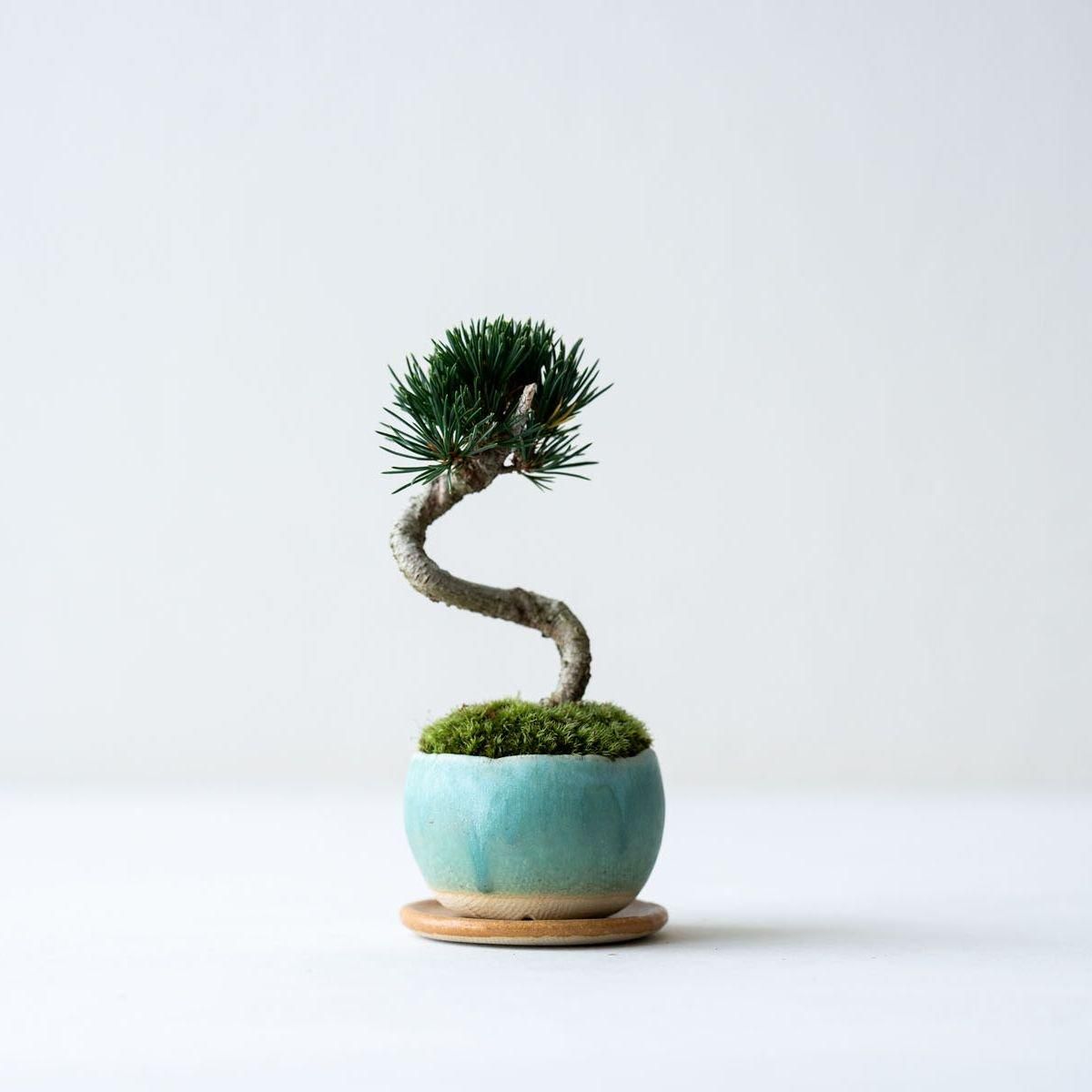 盆栽 松 五葉松 樹高 約20cm ごようまつ Pinus parviflora 盆栽 松 五葉松 樹高 約20cm ごようまつ Pinus parviflora