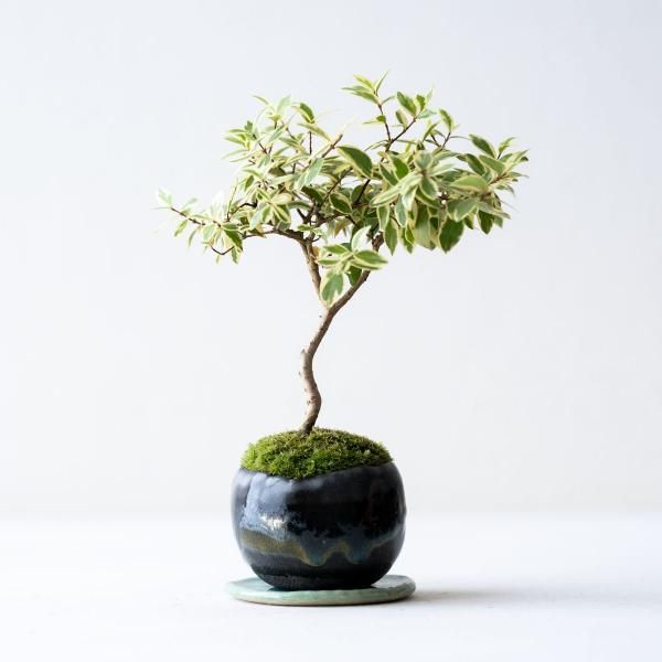 石木花 オンラインストア|小さな器に大きな自然 石木花 オンラインストア|小さな器に大きな自然