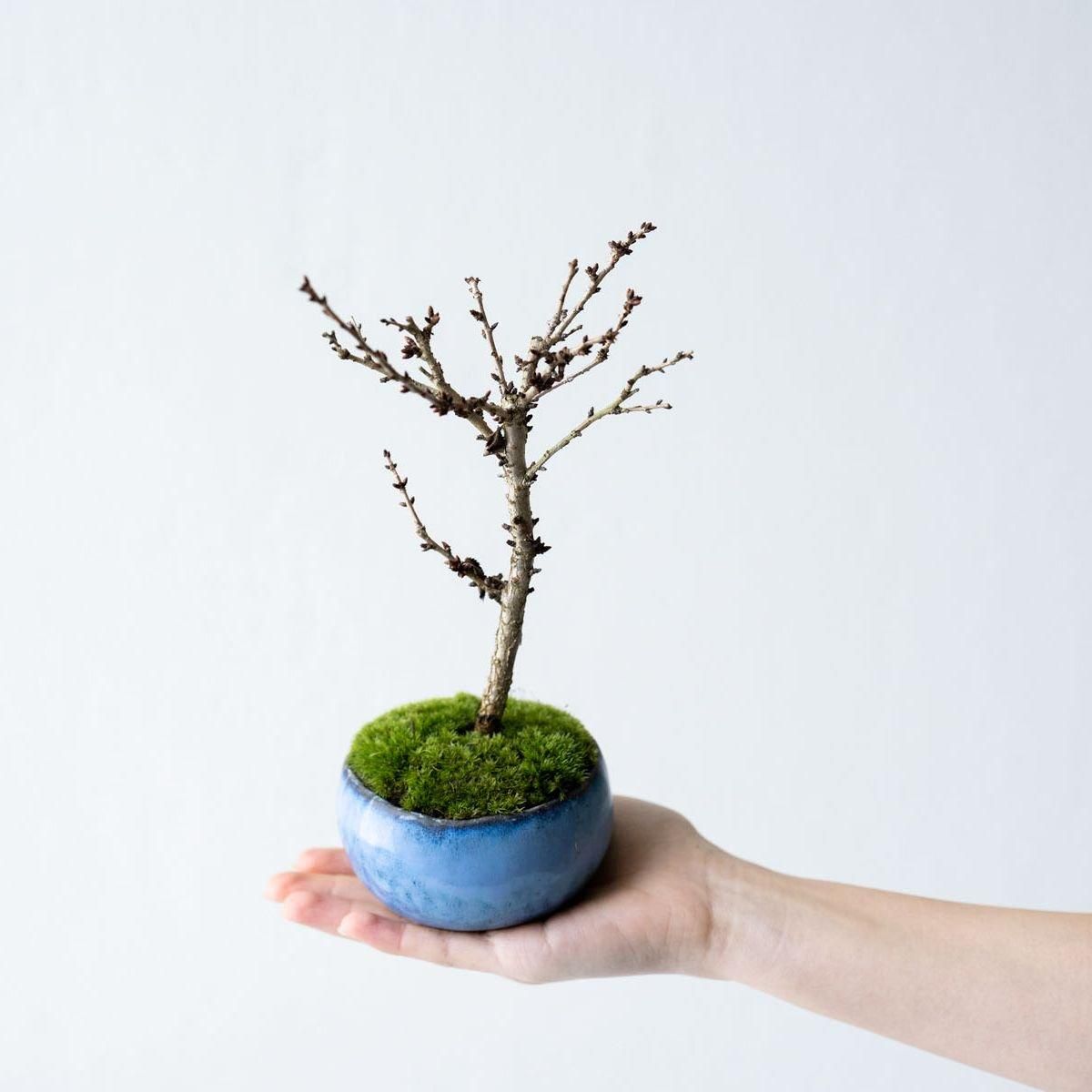 楽天市場】盆栽 欅 ミニ盆栽 樹高 約12cm けやき Zelkova