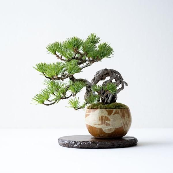 石木花 オンラインストア｜小さな器に大きな自然
