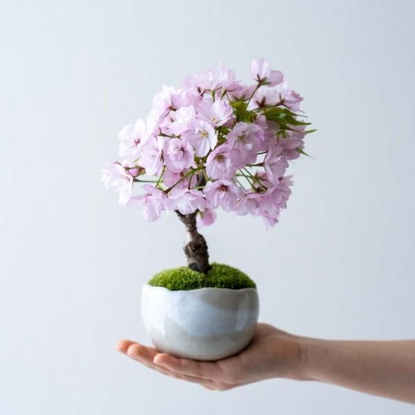 盆栽鉢　桑津香石　絵鉢　山野草　桜　松　鳥　小品盆栽 盆栽鉢 桑津香石 絵鉢 山野草 桜 松 鳥 小品盆栽 商品検索 -