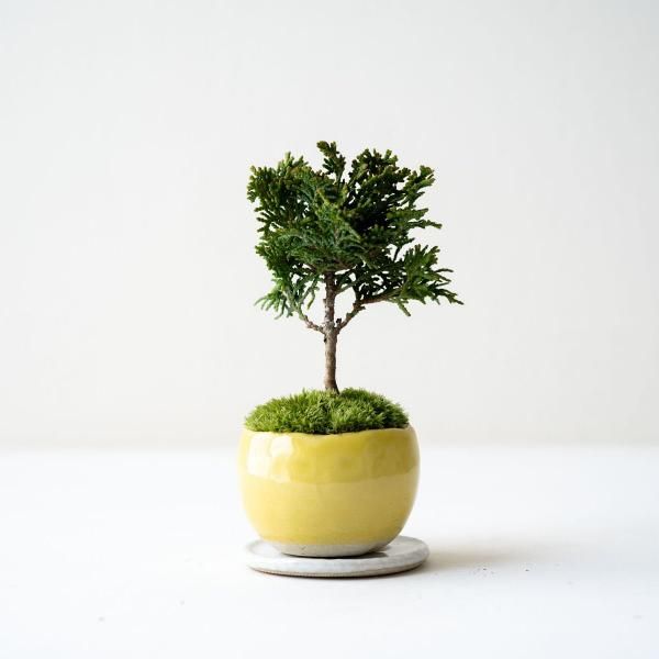 植物 - 石木花 オンラインストア｜小さな器に大きな自然