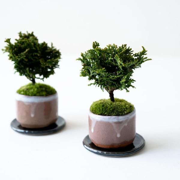 <img class='new_mark_img1' src='https://img.shop-pro.jp/img/new/icons5.gif' style='border:none;display:inline;margin:0px;padding:0px;width:auto;' />ŻҥΥLimited color ڼåȡ
