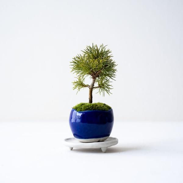 とっておきし福袋 石木花 オンラインストア｜小さな器に大きな自然 工芸品