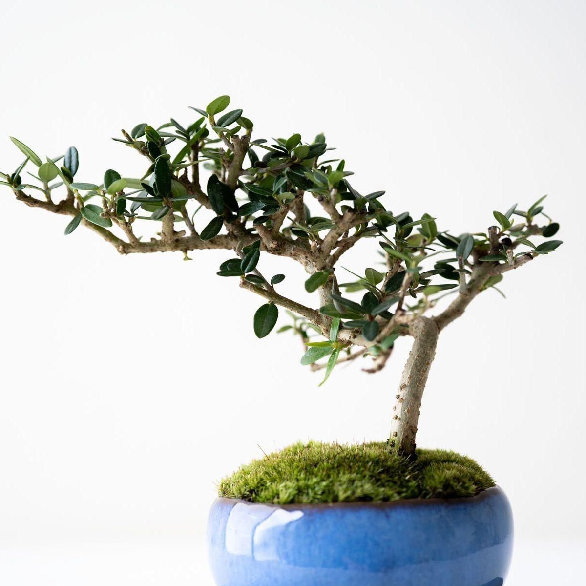 姫オリーブ小品盆栽7個セット 姫オリーブ小品盆栽7個セット 盆栽 姫オリーブ O-15