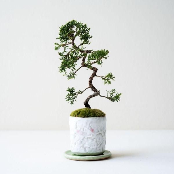 石木花 オンラインストア|小さな器に大きな自然 石木花 オンラインストア|小さな器に大きな自然