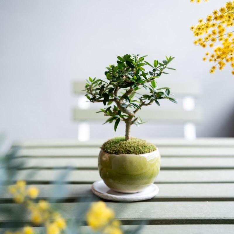 盆栽 姫オリーブ-7 盆栽 姫オリーブ-7