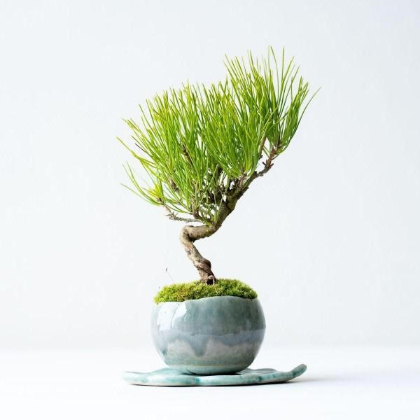 石木花 オンラインストア|小さな器に大きな自然 石木花 オンラインストア|小さな器に大きな自然