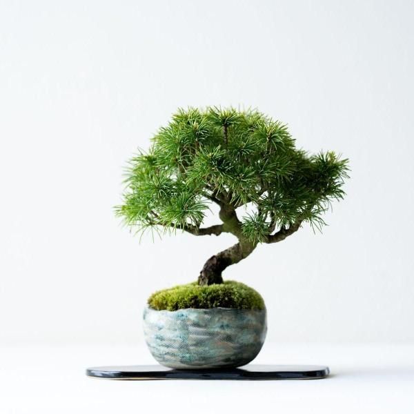 植物 - 石木花 オンラインストア|小さな器に大きな自然 植物 - 石木花 オンラインストア|小さな器に大きな自然