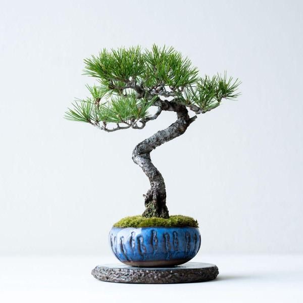 石木花 オンラインストア|小さな器に大きな自然 石木花 オンラインストア|小さな器に大きな自然