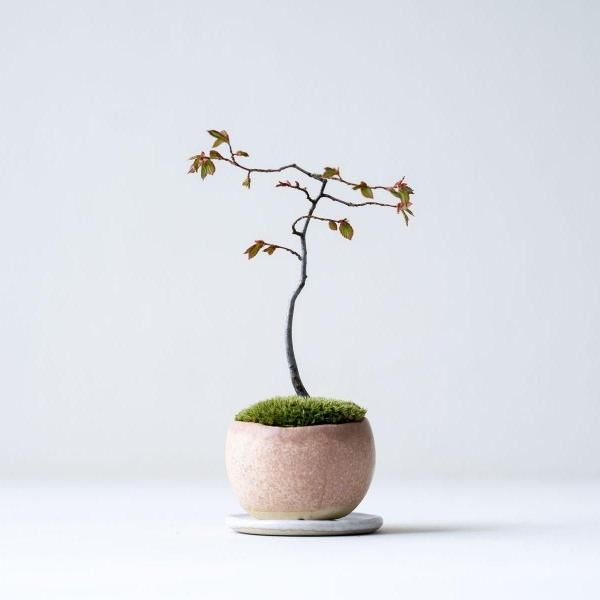 石木花 オンラインストア|小さな器に大きな自然 石木花 オンラインストア|小さな器に大きな自然