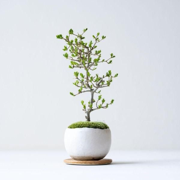 植物 - 石木花 オンラインストア|小さな器に大きな自然 植物 - 石木花 オンラインストア|小さな器に大きな自然