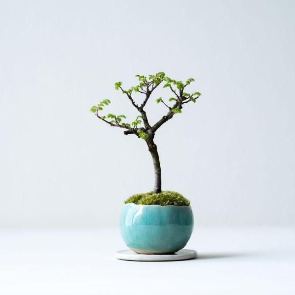 植物 - 石木花 オンラインストア|小さな器に大きな自然 植物 - 石木花 オンラインストア|小さな器に大きな自然
