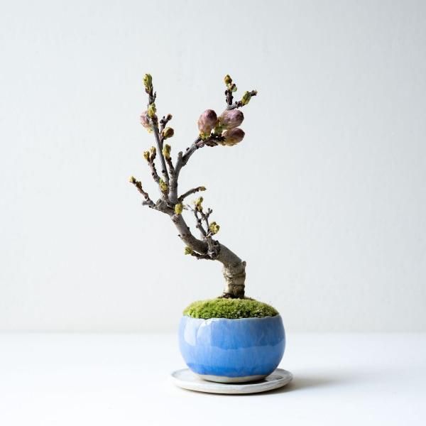 植物 - 石木花 オンラインストア|小さな器に大きな自然 植物 - 石木花 オンラインストア|小さな器に大きな自然