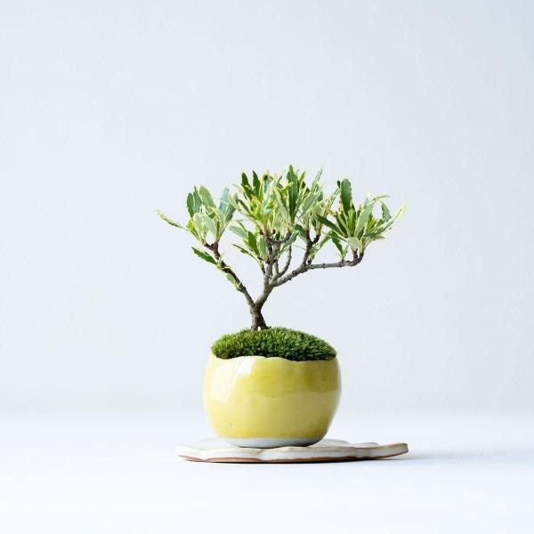 石木花 オンラインストア|小さな器に大きな自然 石木花 オンラインストア|小さな器に大きな自然