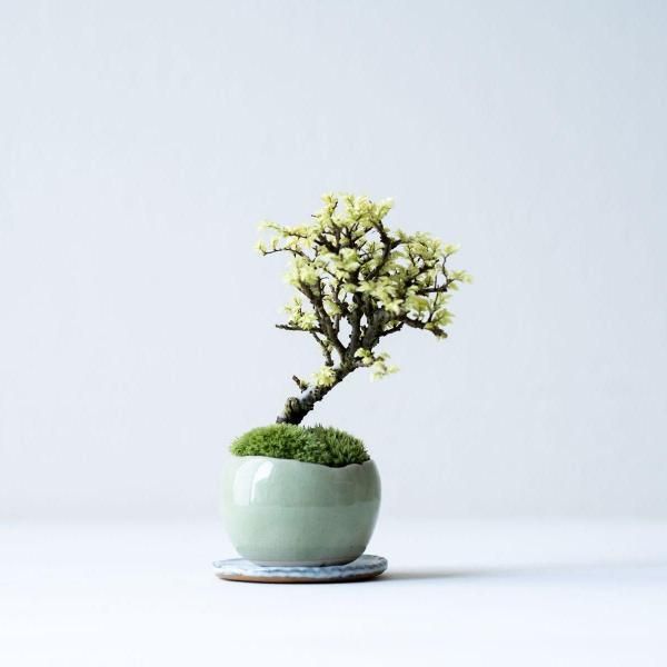 石木花 オンラインストア|小さな器に大きな自然 石木花 オンラインストア|小さな器に大きな自然