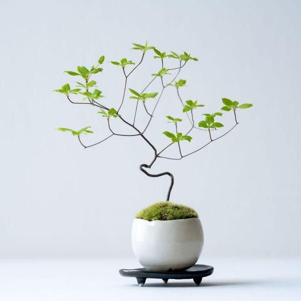 石木花 オンラインストア|小さな器に大きな自然 石木花 オンラインストア|小さな器に大きな自然