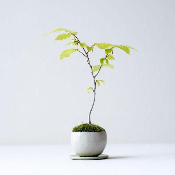 kk　450➕388 盆栽　盆栽鉢　植木鉢　重石 盆栽鉢 盆栽 植木鉢 陶器 鉢 麗し 園芸 K-164