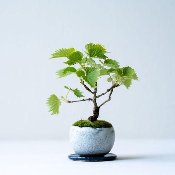 B300s ミニ盆栽鉢　7個　1セット　鑑賞　植木 豆盆栽・盆栽鉢・植木鉢・ミニサイズ・13点セット・No.231013-20
