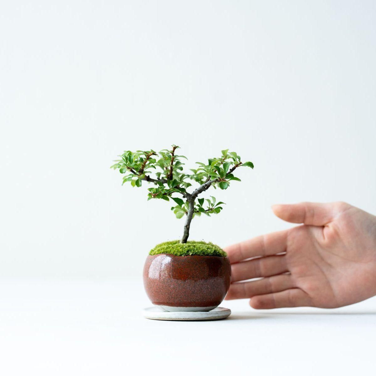 長寿梅｜no.008 - 石木花 オンラインストア｜小さな器に大きな自然