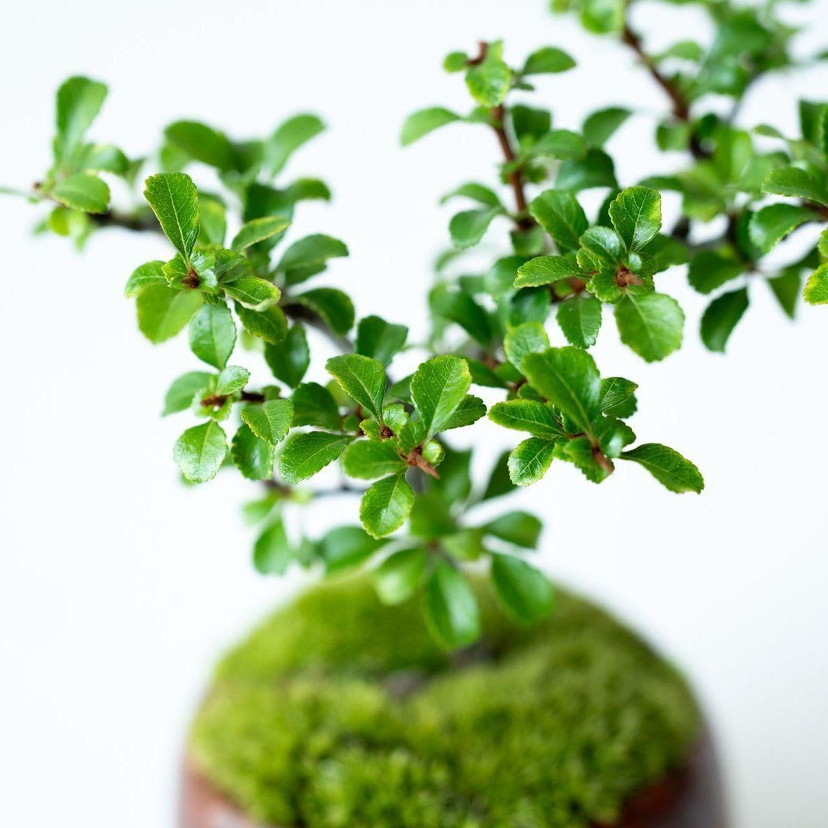 梅　盆栽　古木❗ The path from materials to high quality bonsai - YouTube