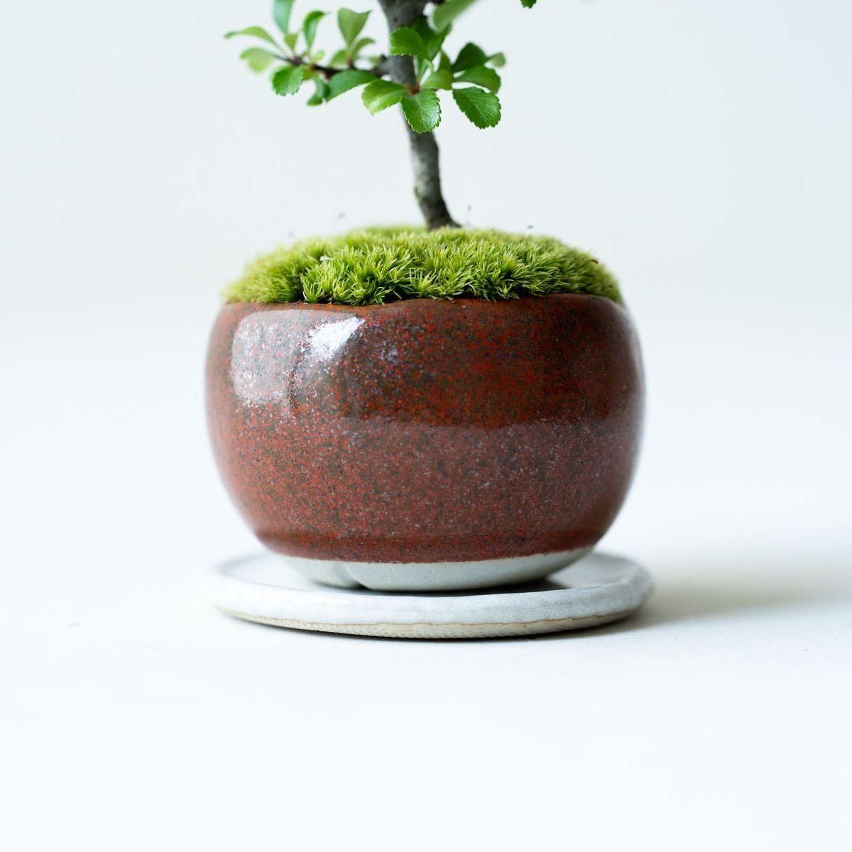 梅　盆栽　古木❗ The path from materials to high quality bonsai - YouTube