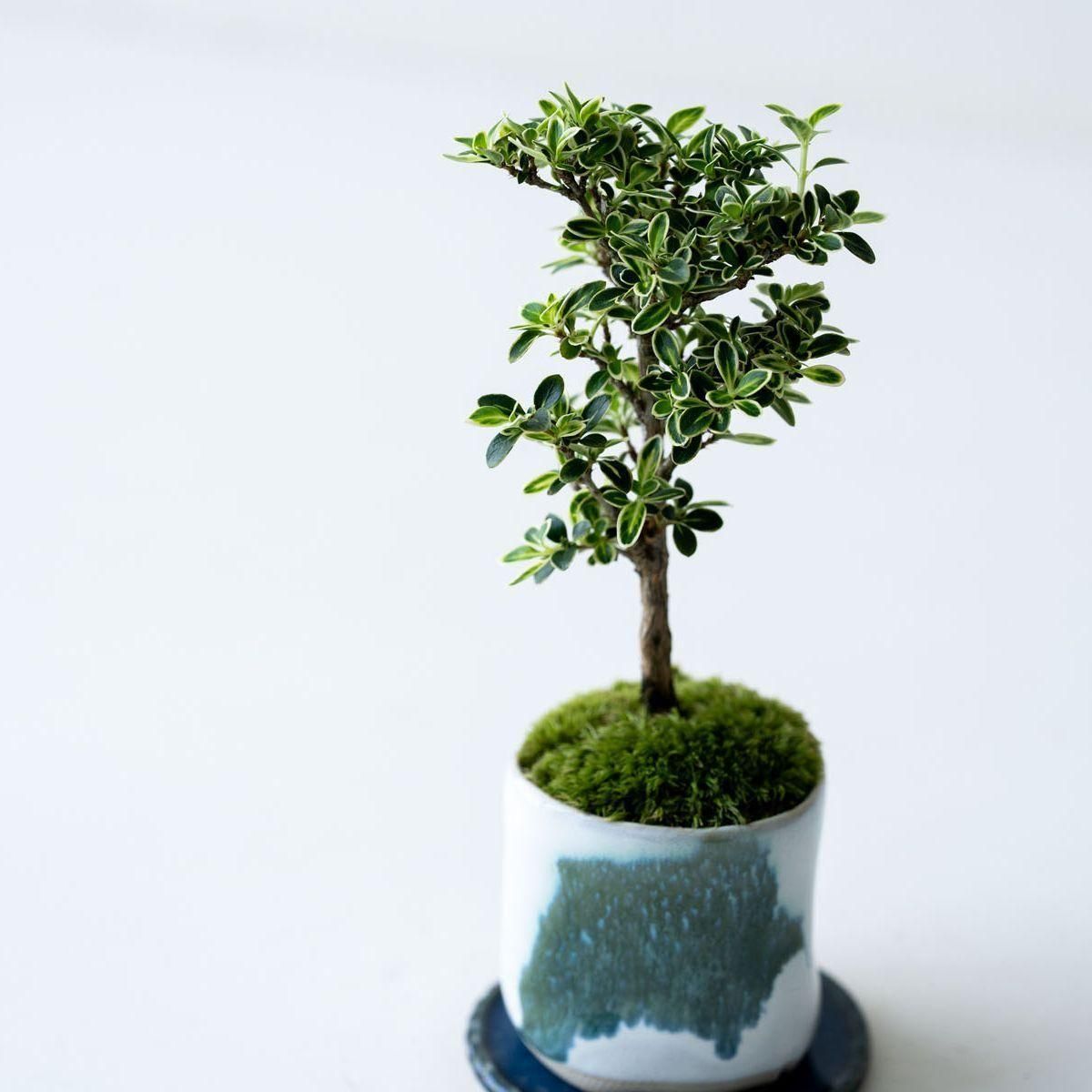 花鳥52 Oceanside Garden with Blue Vase | Blooms Today