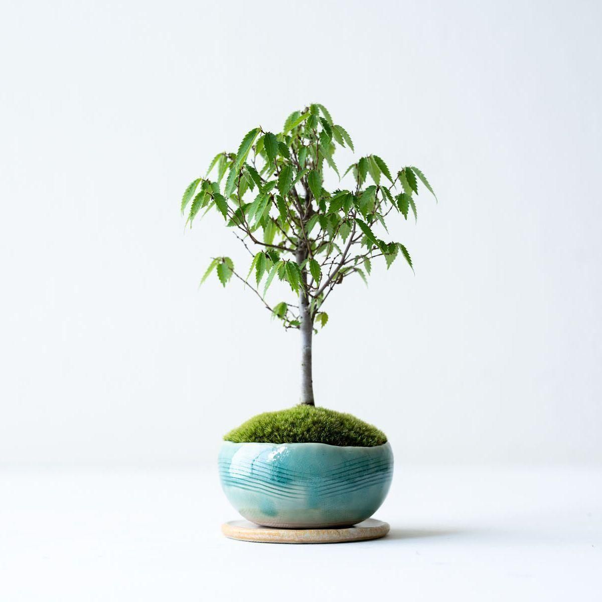花台　大型　ケヤキ　欅　100x60x6cm　16kg 花台 大型 ケヤキ 欅 100x60x6cm 16kg