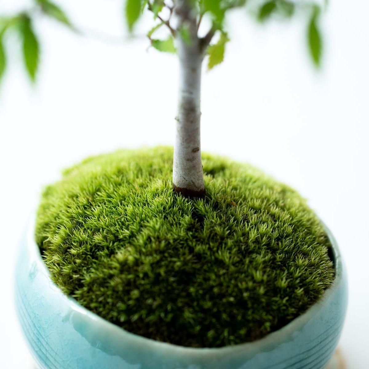 ケヤキ｜no.020 - 石木花 オンラインストア｜小さな器に大きな自然