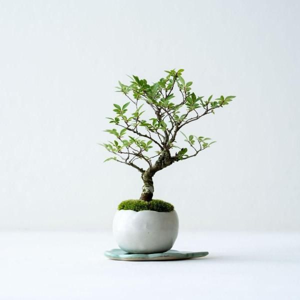 梅　盆栽　古木❗ 小品 さつき盆栽 ◇紅梅錦◇ 鉢 4号