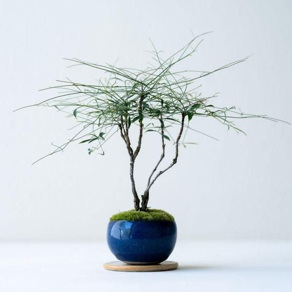 B300s ミニ盆栽鉢　7個　1セット　鑑賞　植木 豆盆栽・盆栽鉢・植木鉢・ミニサイズ・13点セット・No.231013-20