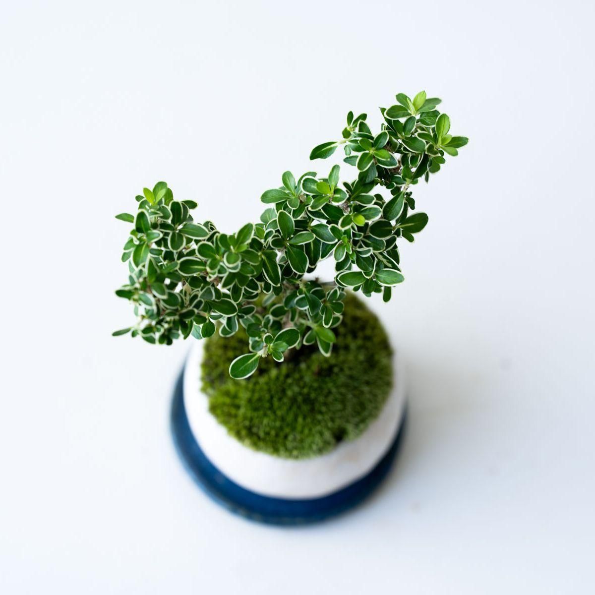 白鳥花｜no.001 - 石木花 オンラインストア｜小さな器に大きな自然