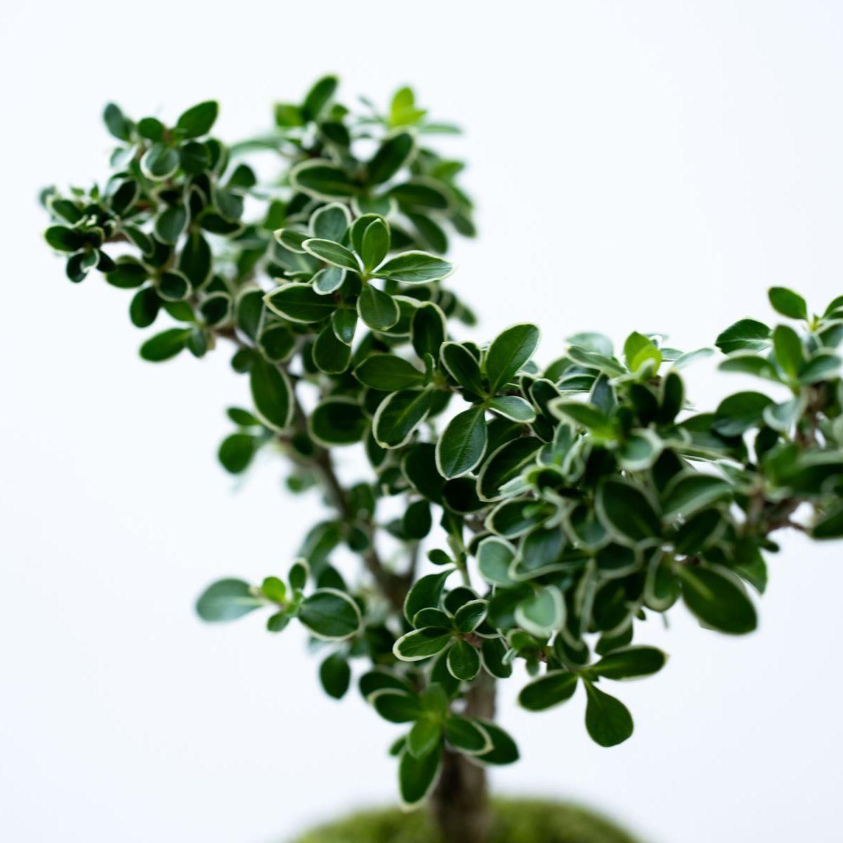 パラゴン　シノワズリ　花鳥　1933-4年 白鳥花｜no.001 - 石木花 オンラインストア｜小さな器に大きな自然