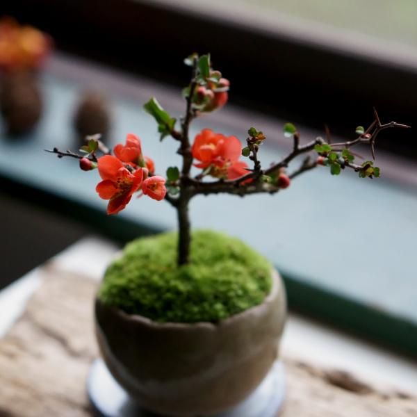 石木花 オンラインストア｜小さな器に大きな自然