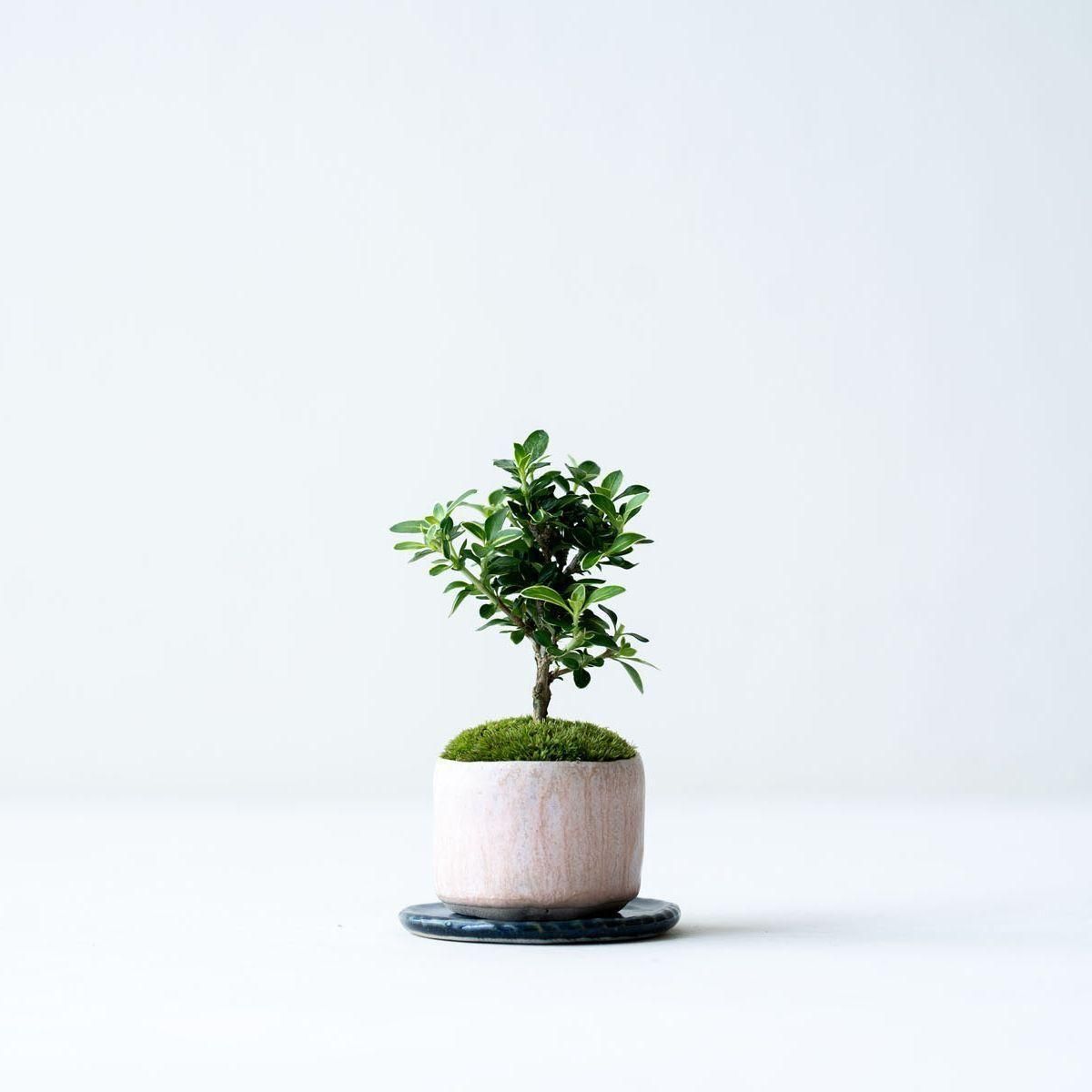 【花入19】萩4  一重切　高さ23.5㎝ 花入19】萩4 一重切 高さ23.5㎝ 花入19】萩4