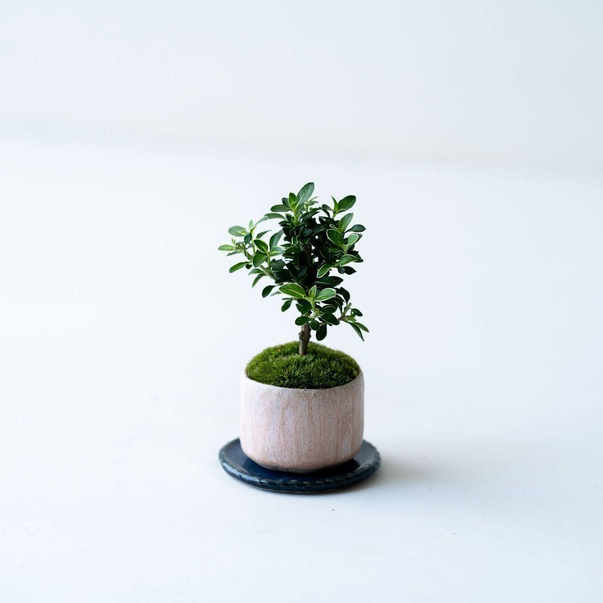 【お値下げ】中国　貴石貼　花鳥扁額 白鳥花｜no.002 - 石木花 オンラインストア｜小さな器に大きな自然