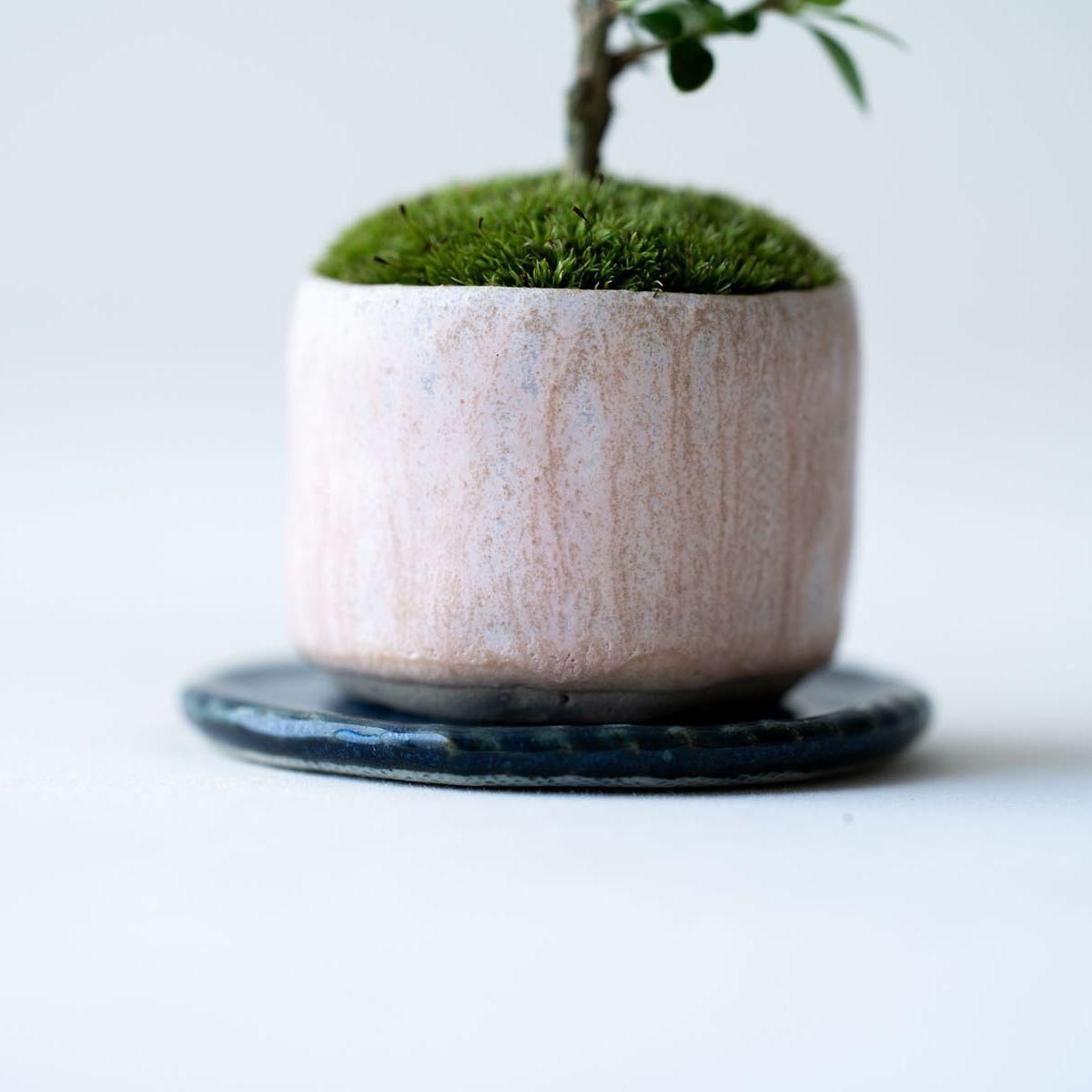 パラゴン　シノワズリ　花鳥　1933-4年 白鳥花｜no.001 - 石木花 オンラインストア｜小さな器に大きな自然