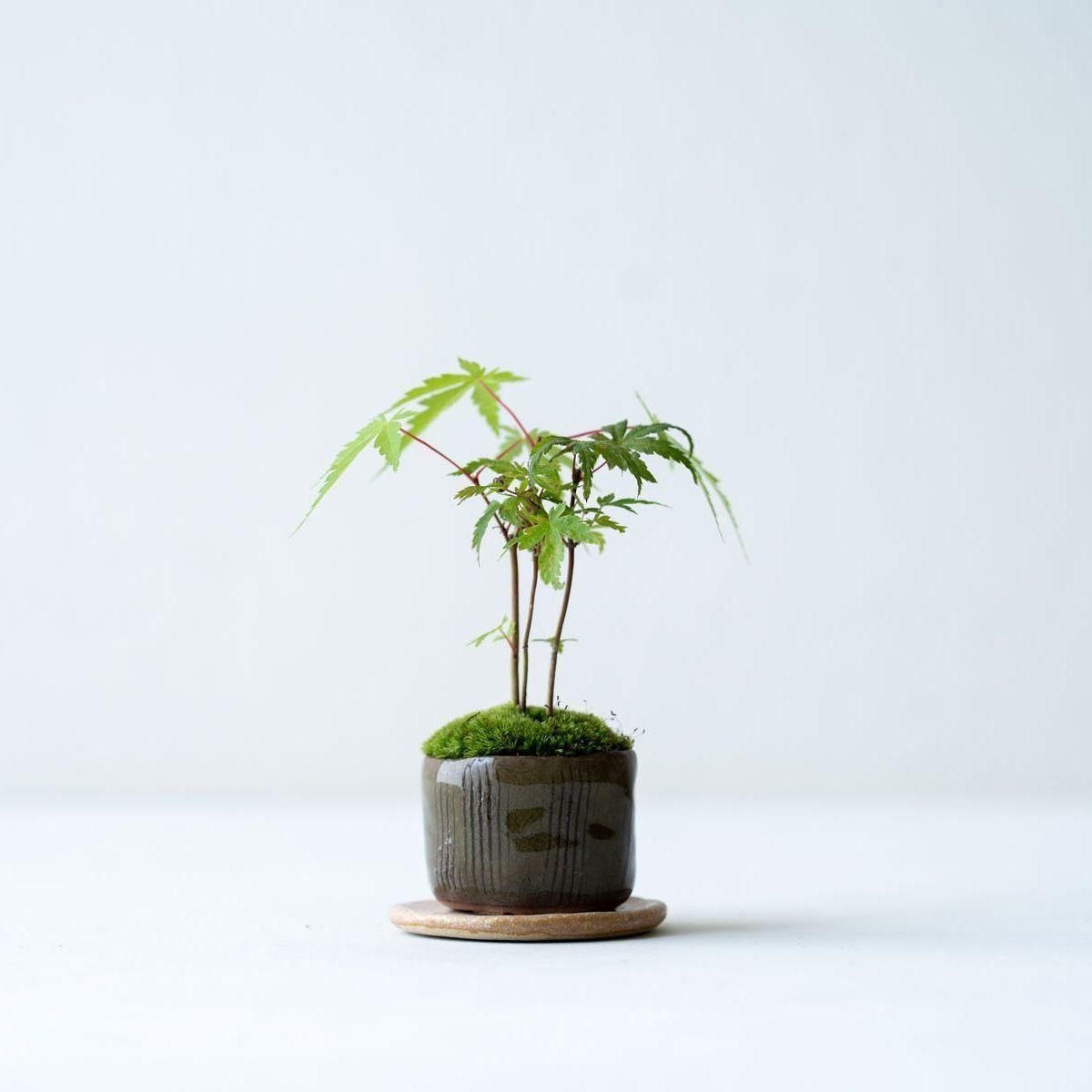 ヤマモミジ/山採り天然木【現品発送】管理70651