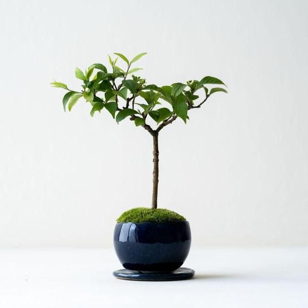 商品検索 - 石木花 オンラインストア｜小さな器に大きな自然
