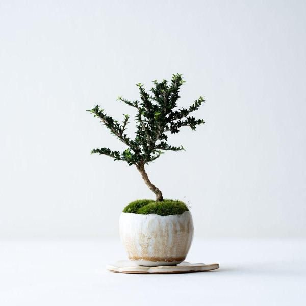 植物 - 石木花 オンラインストア｜小さな器に大きな自然