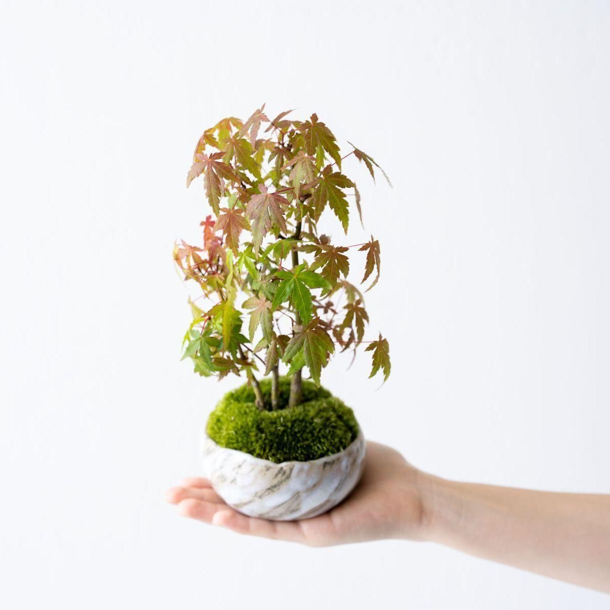 ヤマモミジの林｜no.001 - 石木花 オンラインストア｜小さな器に大きな自然