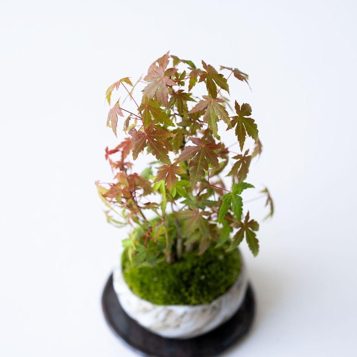 ヤマモミジの林｜no.001 - 石木花 オンラインストア｜小さな器に大きな自然